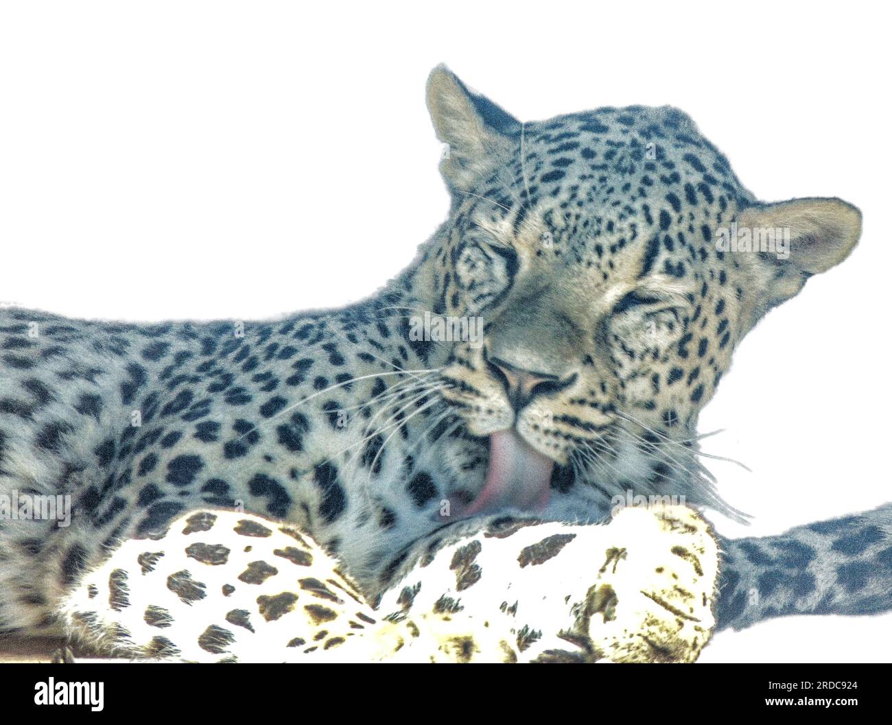 Leopard isolated on white background Stock Photo - Alamy