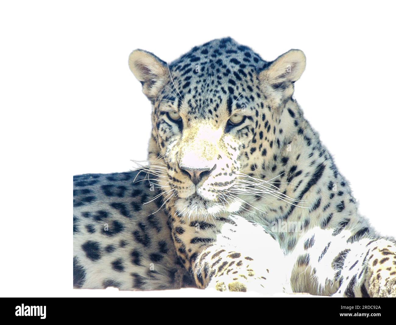 Leopard isolated on white background Stock Photo - Alamy