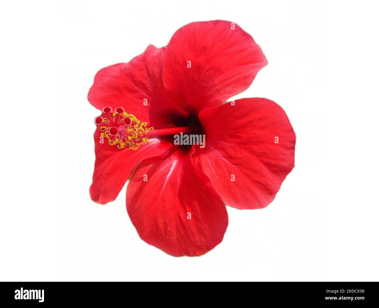 Hawaiian hibiscus flower isolated on white. Hibiscus rosasinensis