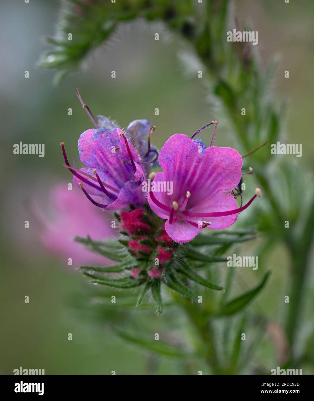 Closeup of Rose Viper’s Bugloss wildflower Stock Photo
