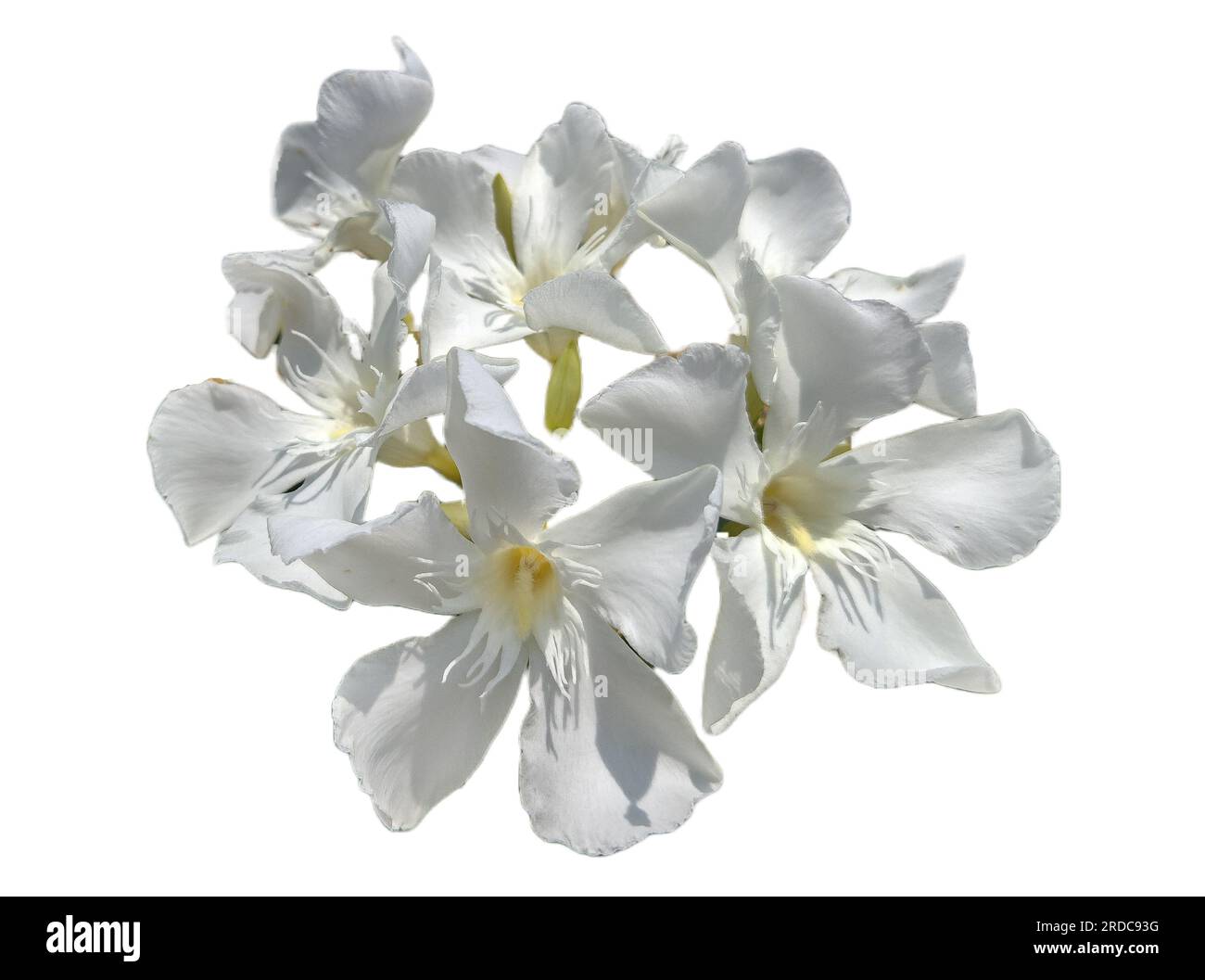 white Oleander flower isolated on white. Nerium oleander Stock Photo