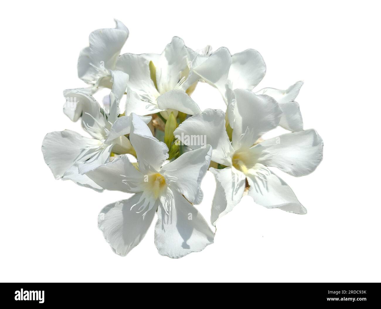 white Oleander flower isolated on white. Nerium oleander Stock Photo