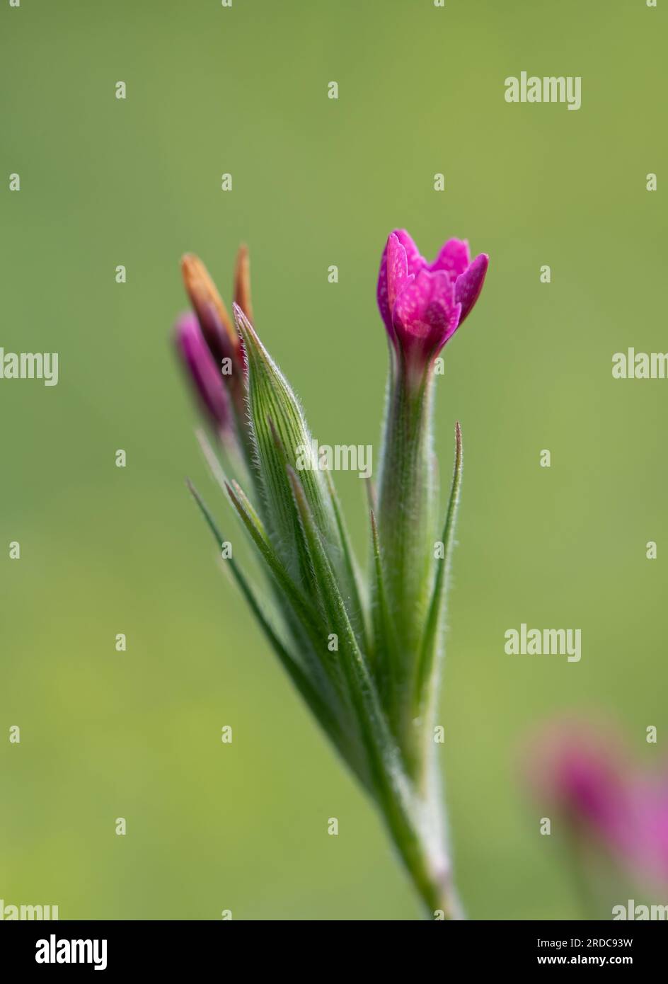 Lovely Deptford Pink wildflower blossoming Stock Photo