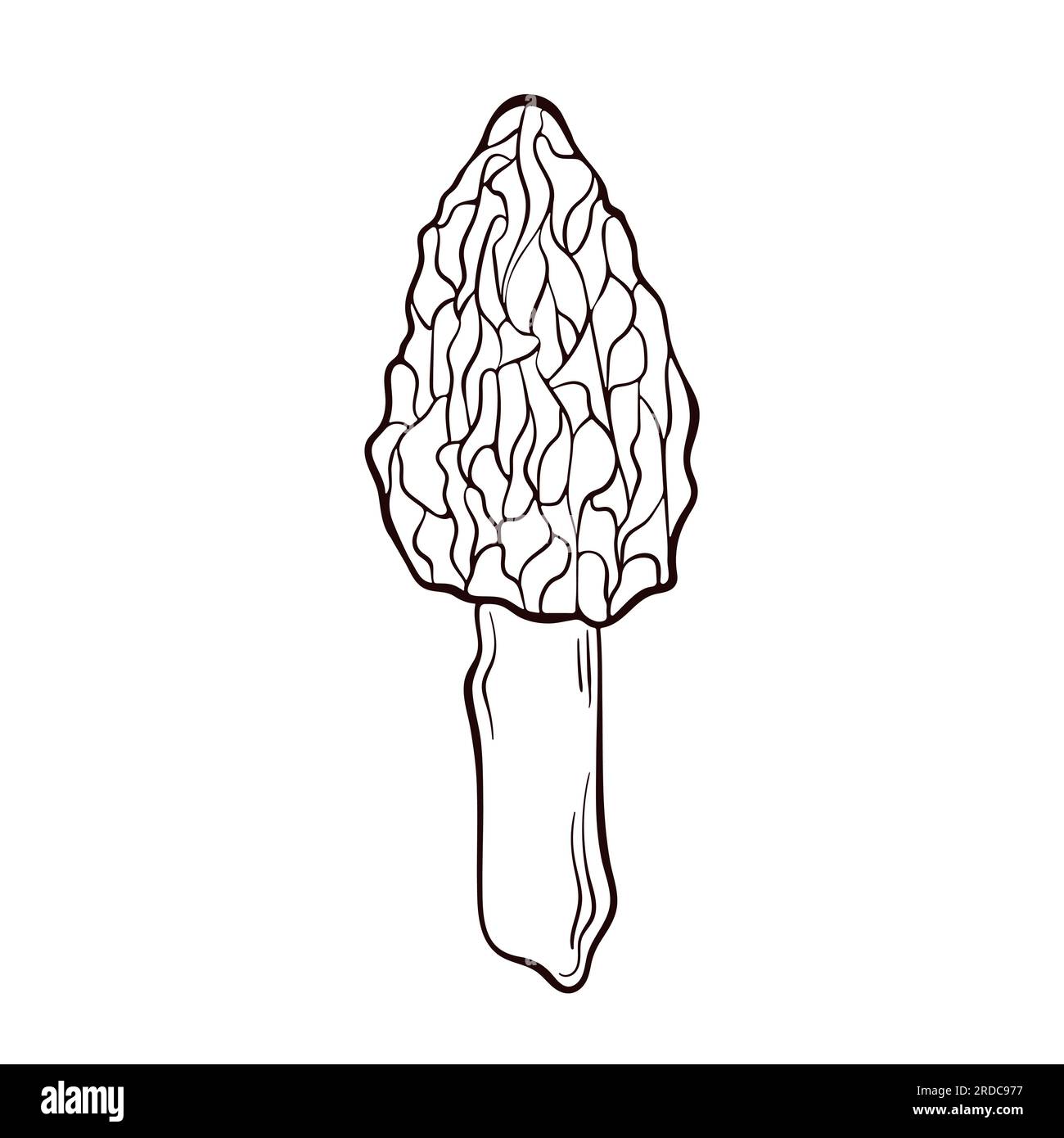 Morel mushroom logo in a line art style. Healthy vegetarian food. Hand