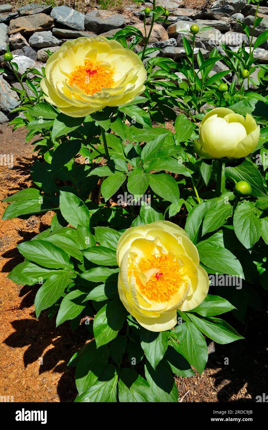 Flowering bush of yellow peony, variety  Roy Persons Best Yellow with delicate fragrant flowers in summer garden. Wonderful perennial blossoming plant Stock Photo