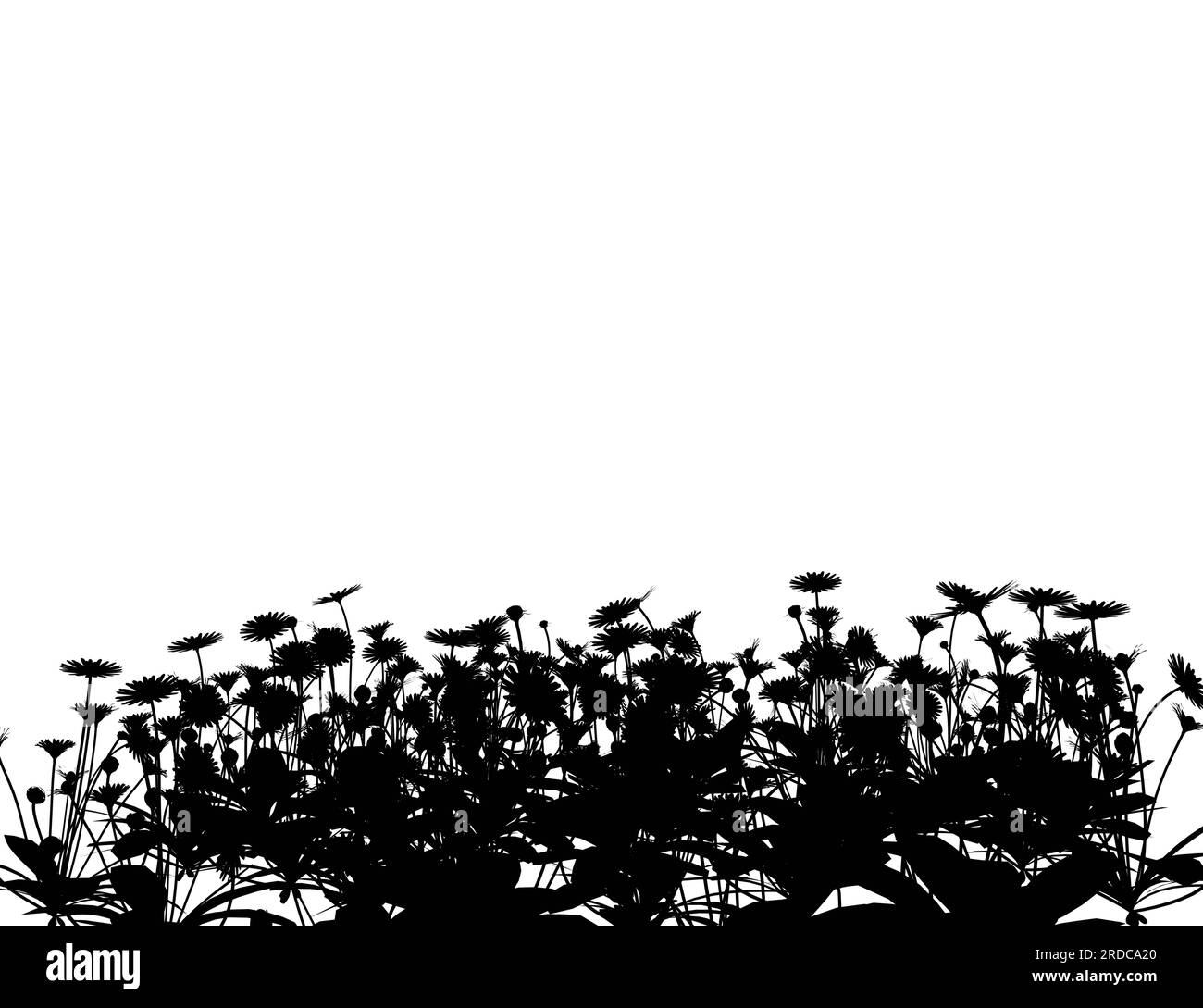 Floral collections of black silhouettes of meadow herbs, floral