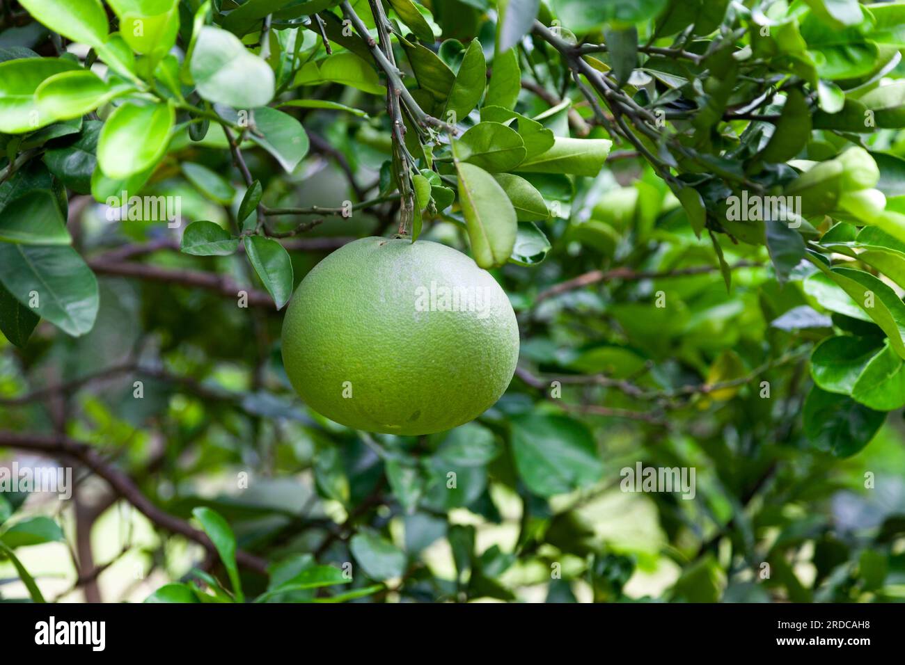 Close-up on a pomelo hanging from the tree. Stock Photo