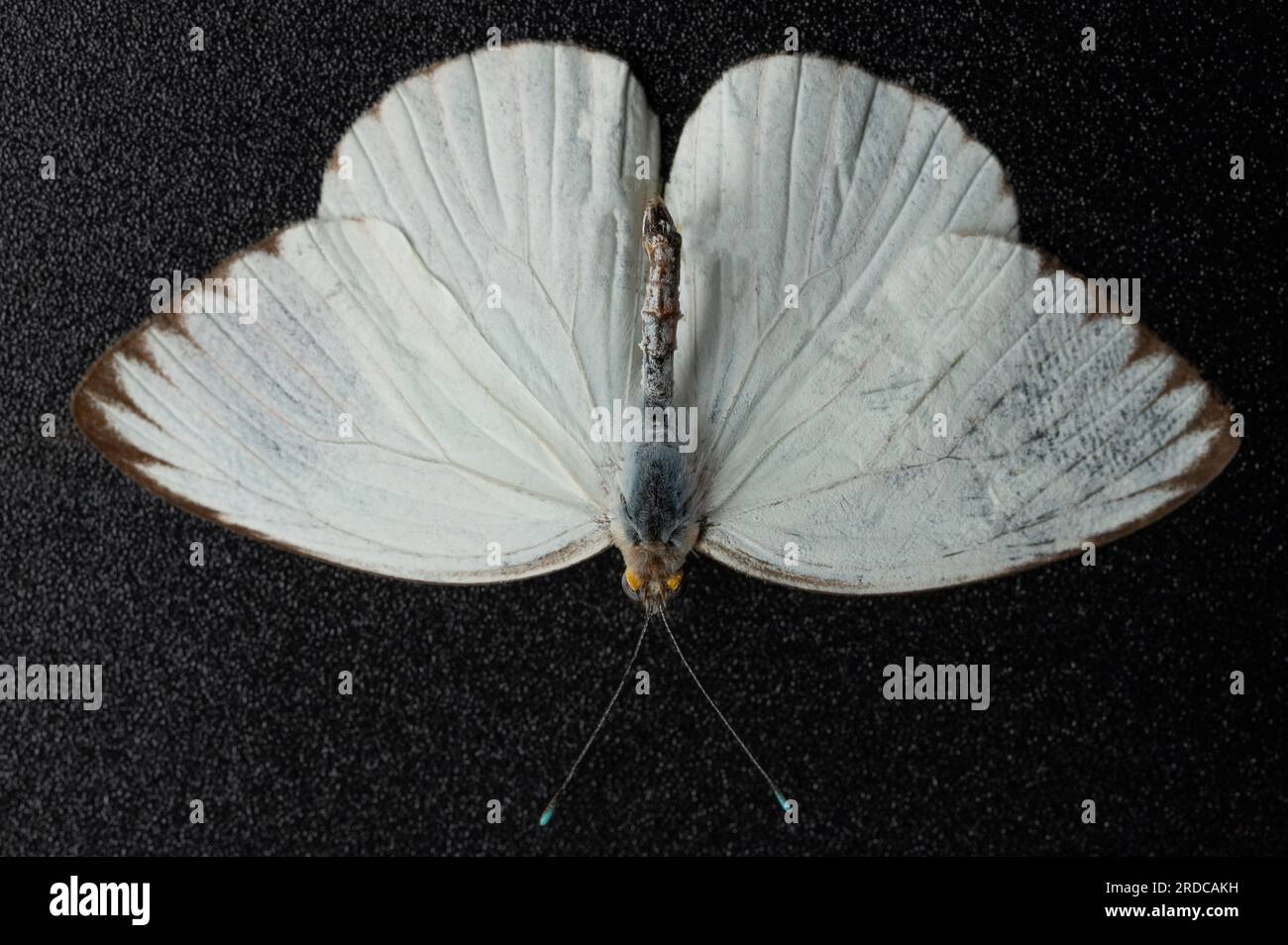 White butterfly with open wings isolated on black studio background Stock Photo