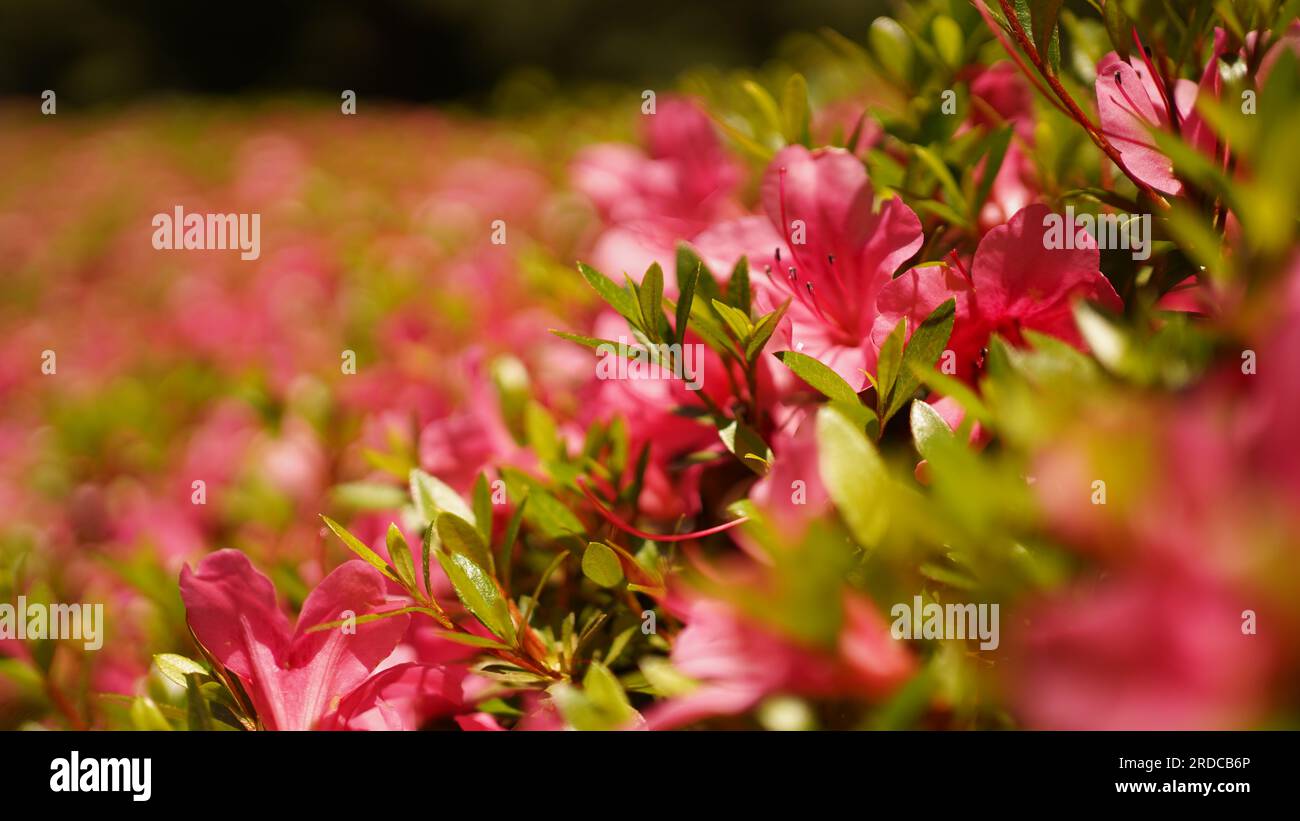 Pink Flowers in a Japanese Garden on a Sunny Day Stock Photo