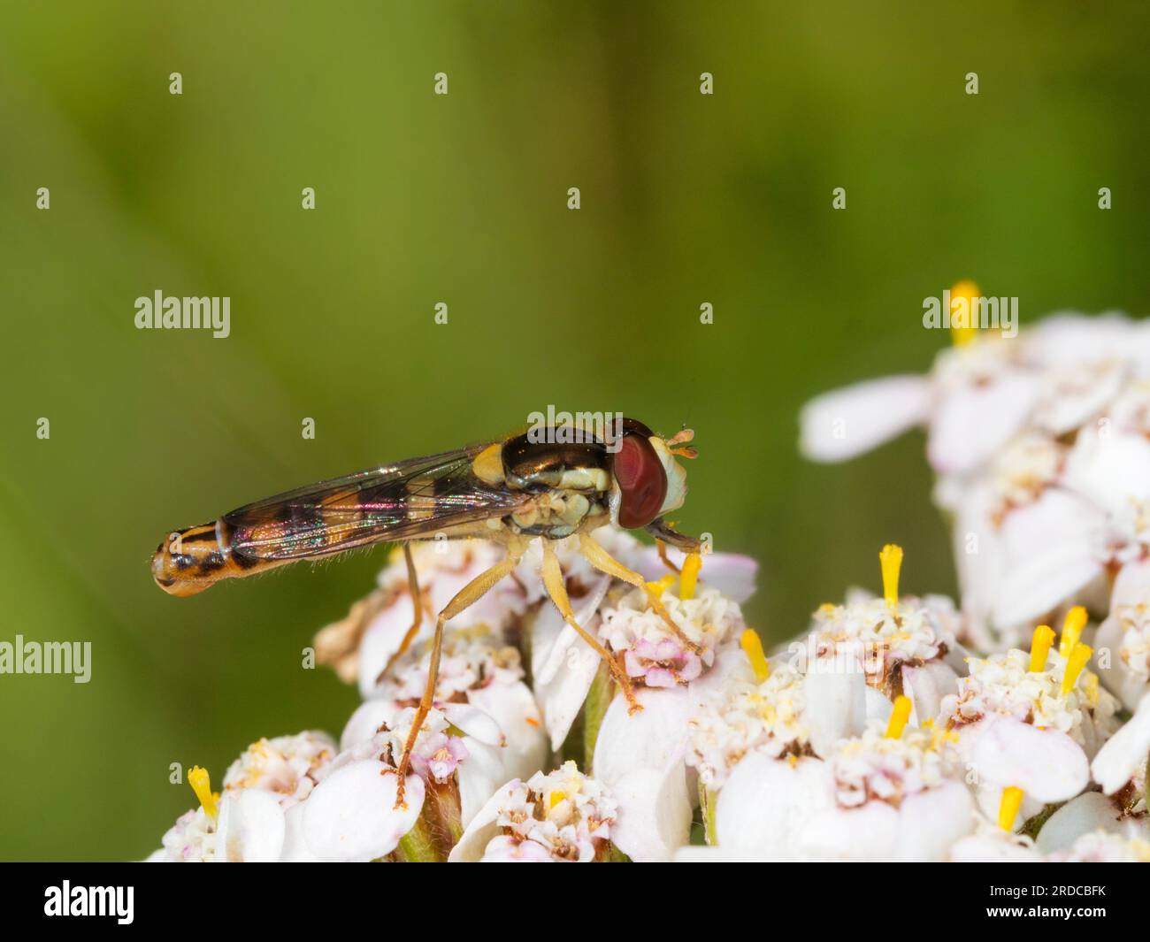 Yellow and black coloration of a UK male hoverfly, Sphaerophoria scripta, feeding on a flower of yarrow, Achillea millefolium Stock Photo