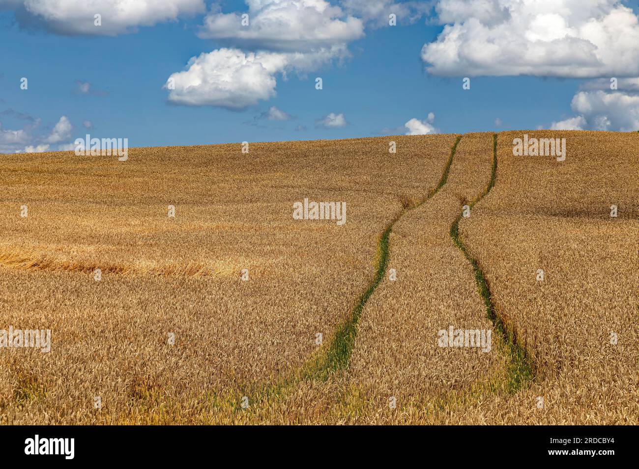 Tire tracks in the middle of a field of wheat, Maryhill Ontario Canada