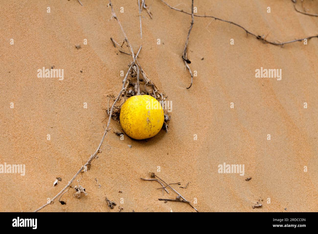 Yellow desert squash (Citrullus colocynthis) growing on a sand dune in the Liwa desert outside Dubai. Stock Photo