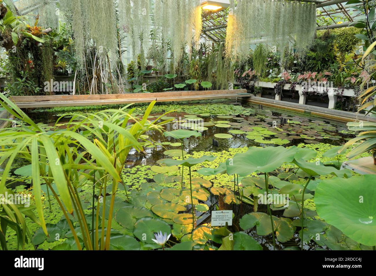 Floating plants at botanic garden hires stock photography and images