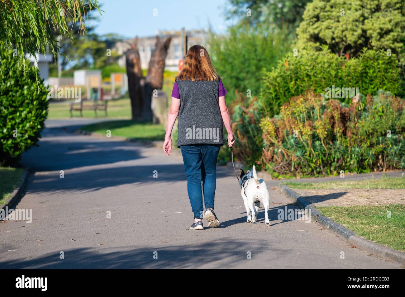 A woman walking a dog along a path in a park in Summer, UK. Stock Photo
