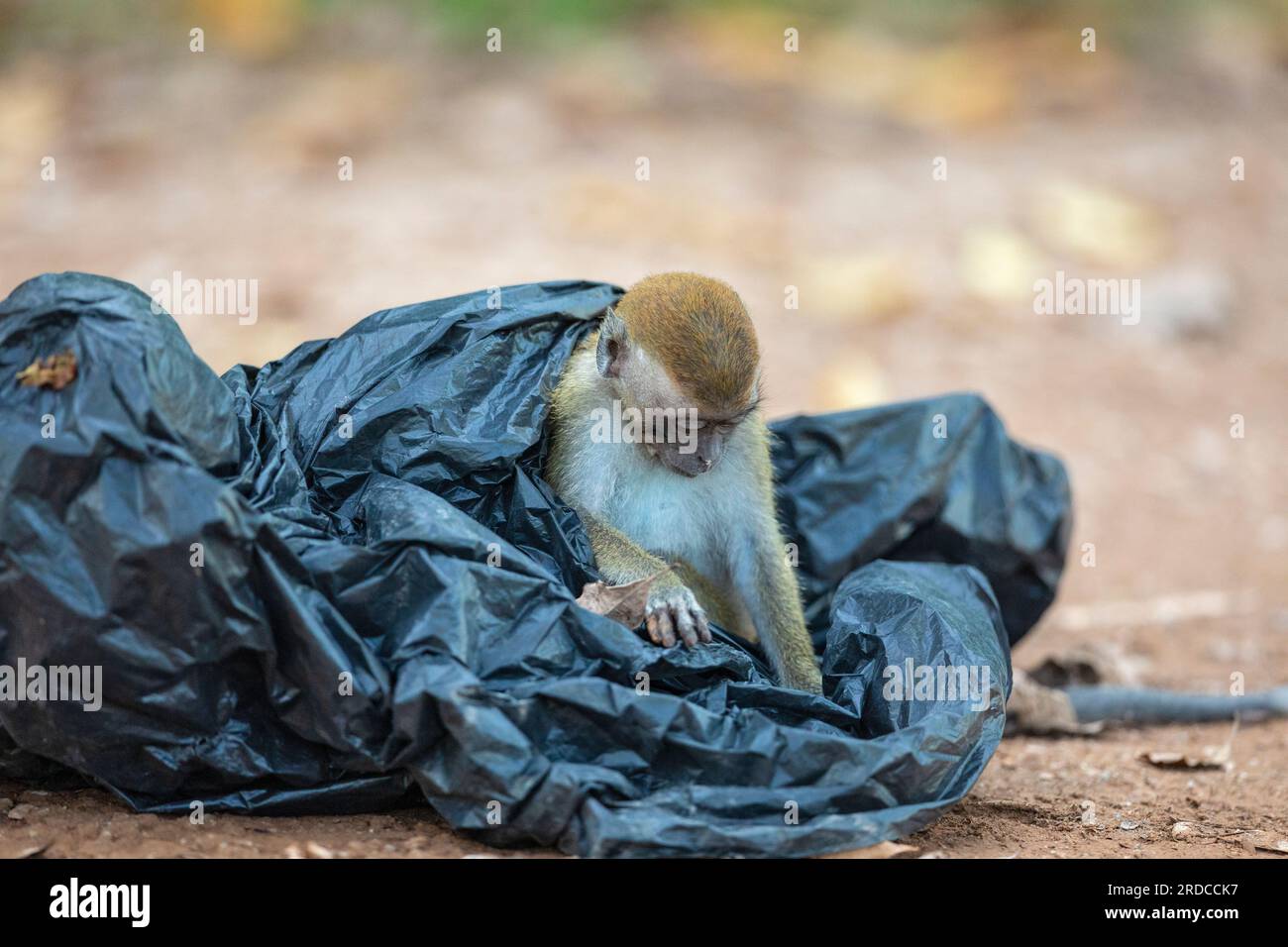 A juvenile long-tailed macaque plays with a black plastic bag, Singapore Stock Photo