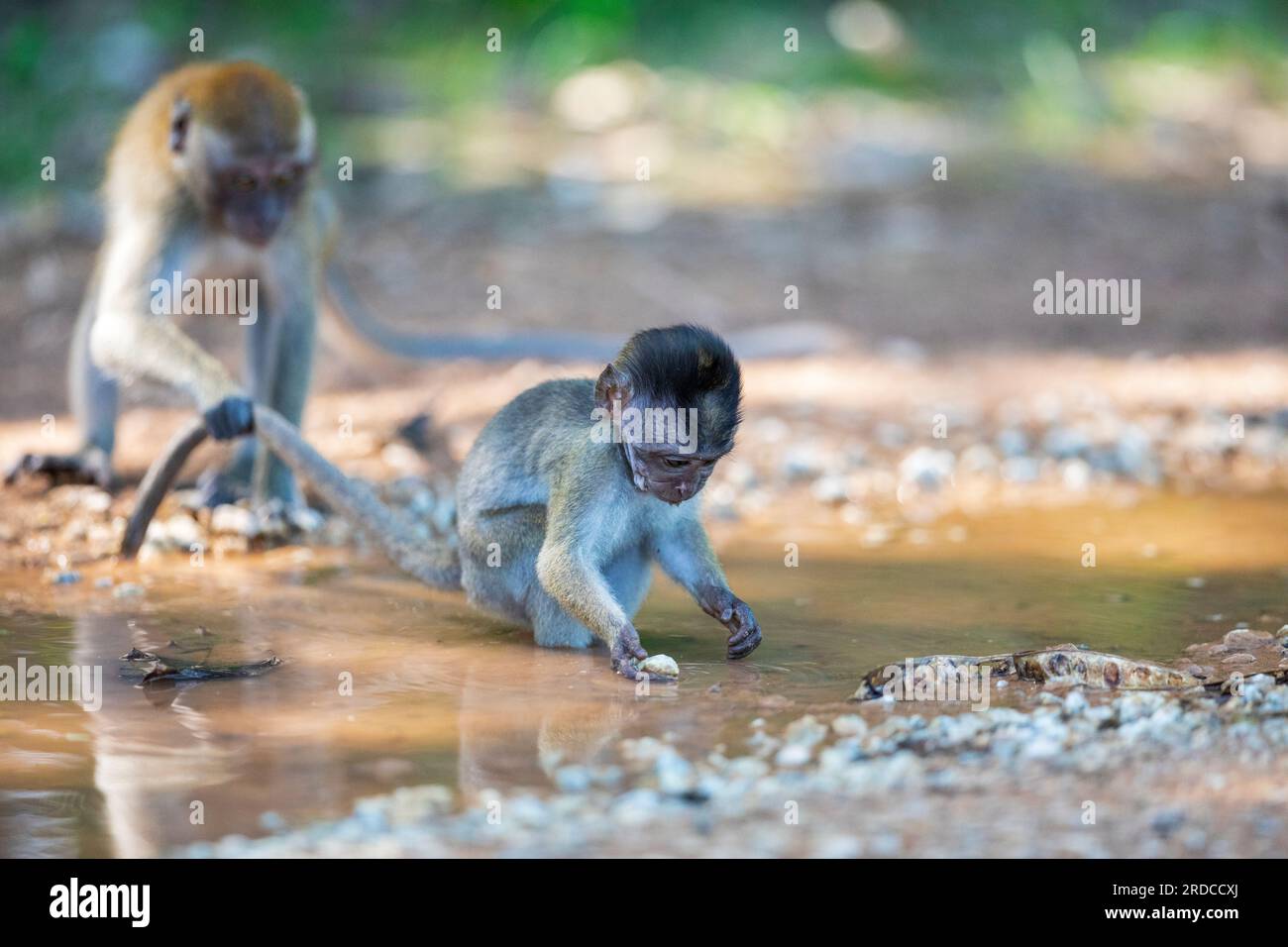A long-tailed macaque infant forages in the water of a muddy puddle on a dirt trail, Singapore Stock Photo
