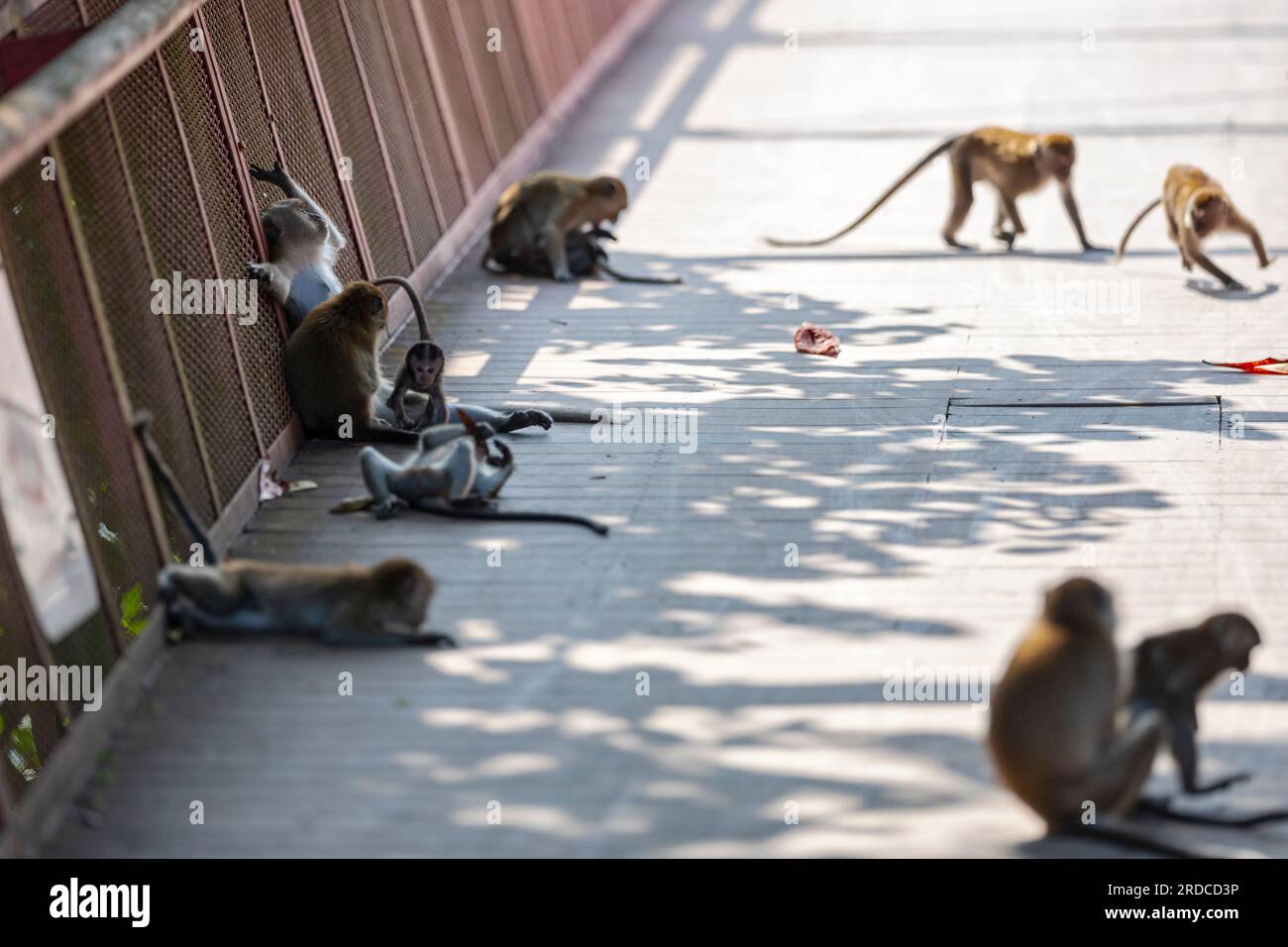 A pair of long-tailed macaque allogrooming on a bridge while other members of the troop play and loaf about, Singapore Stock Photo
