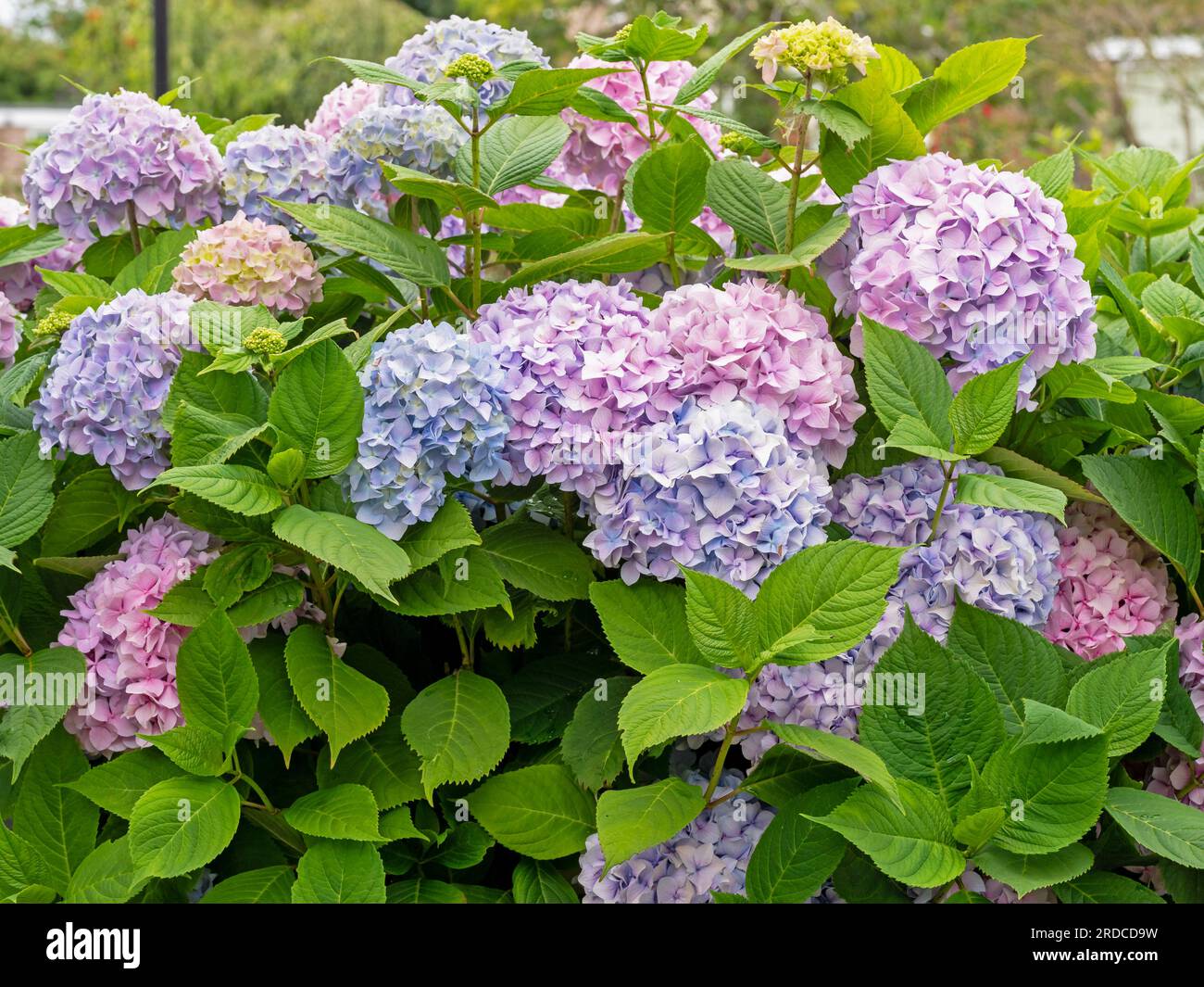 Hydrangea shrub with lovely pink and blue flowers Stock Photo - Alamy