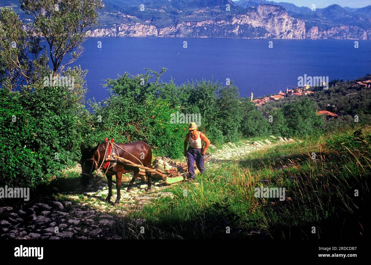Italy Garda Lake Man with donkey carries firewood Stock Photo