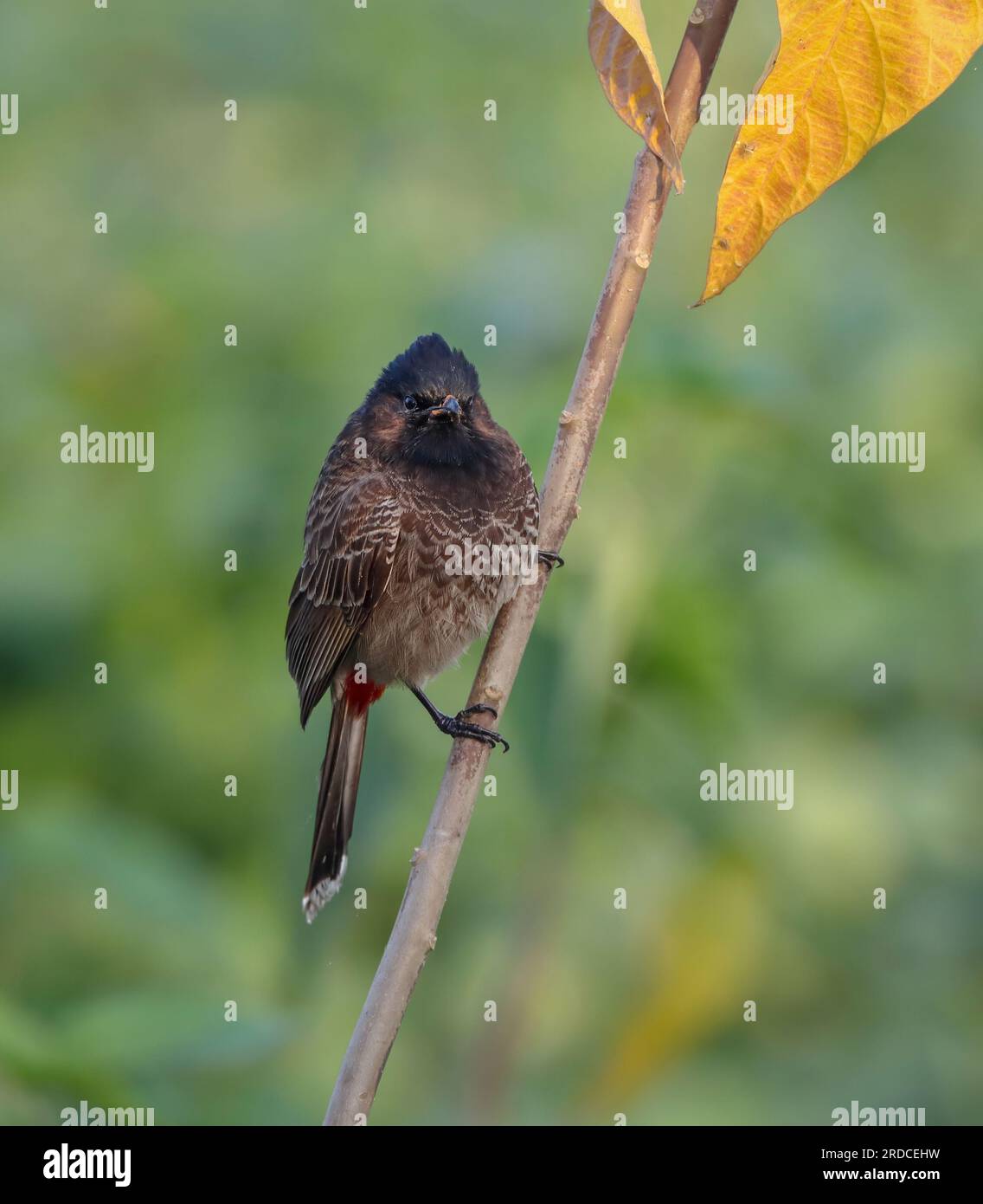 The red-vented bulbul is a member of the bulbul family of passerines. Stock Photo