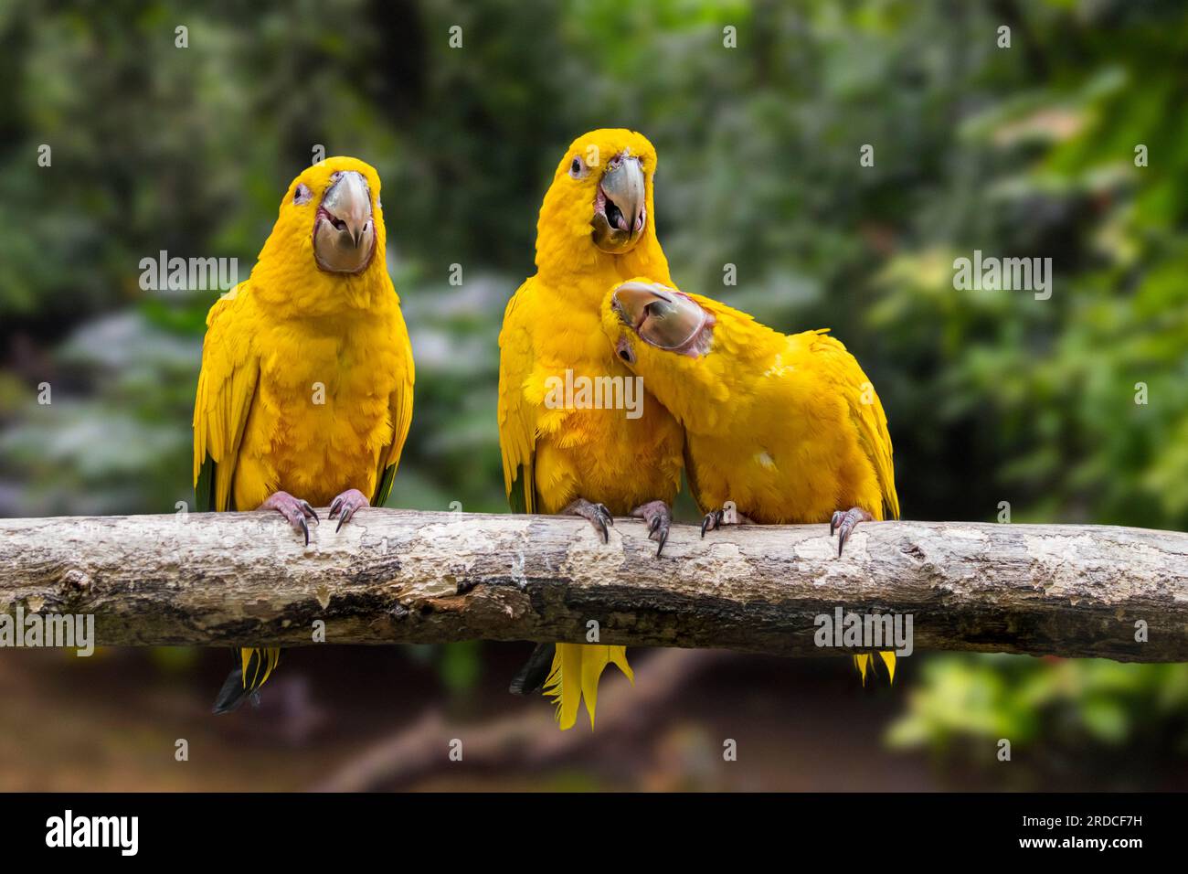 Three golden parakeets / golden conures (Guaruba guarouba) perched in tree, Neotropical parrot native to the Amazon Basin of interior northern Brazil Stock Photo