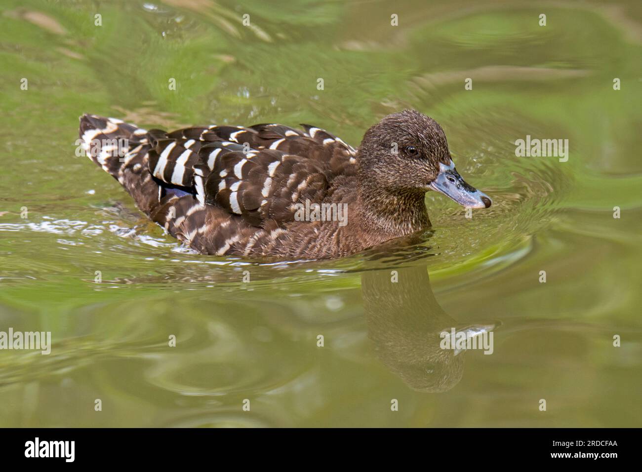 African black duck / black river duck (Anas sparsa) swimming in pond, native to central and southern Africa Stock Photo