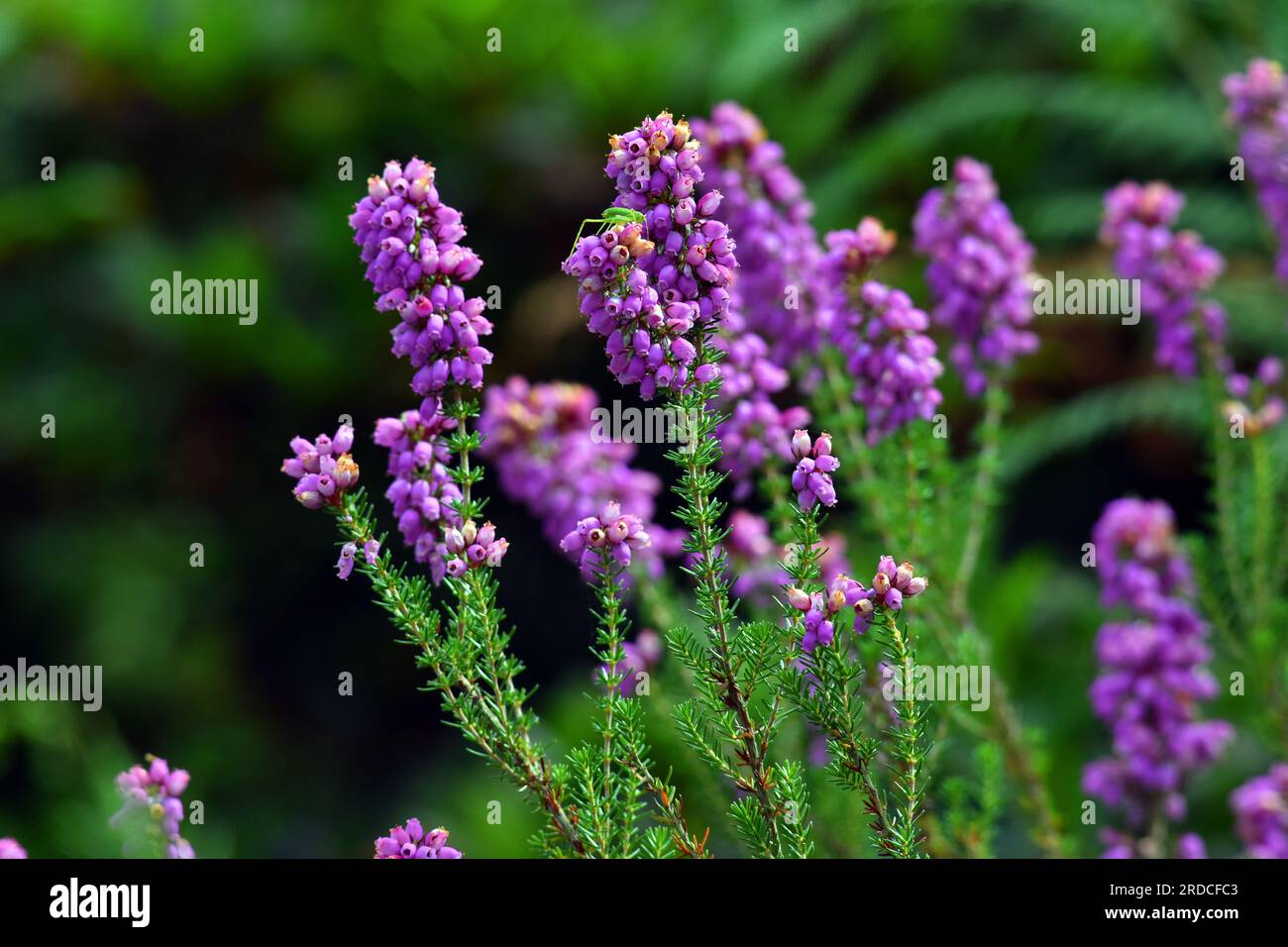 Purple flowers of bell heather (Erica cinerea) on a green background. Stock Photo