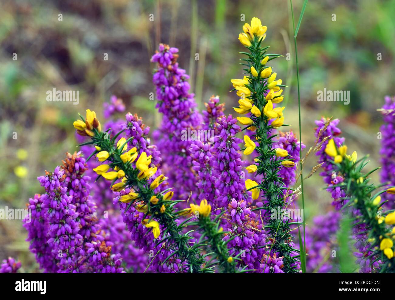 Yellow flowers and thorns of gorse with a purple background of heather (Erica cinerea). Stock Photo