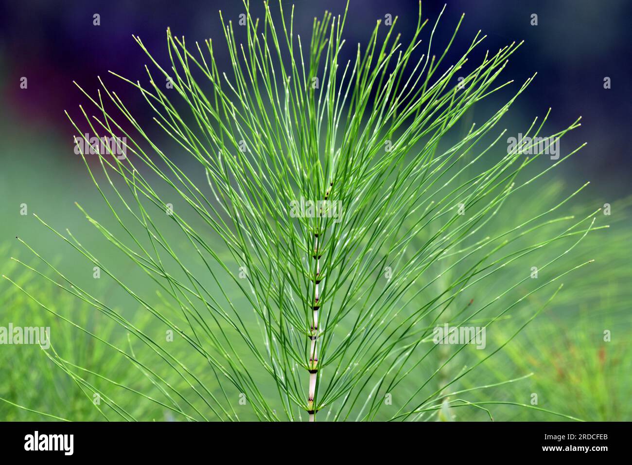 Detail of a horsetail plant (Equisetum telmateia) on a somewhat dark background. Stock Photo