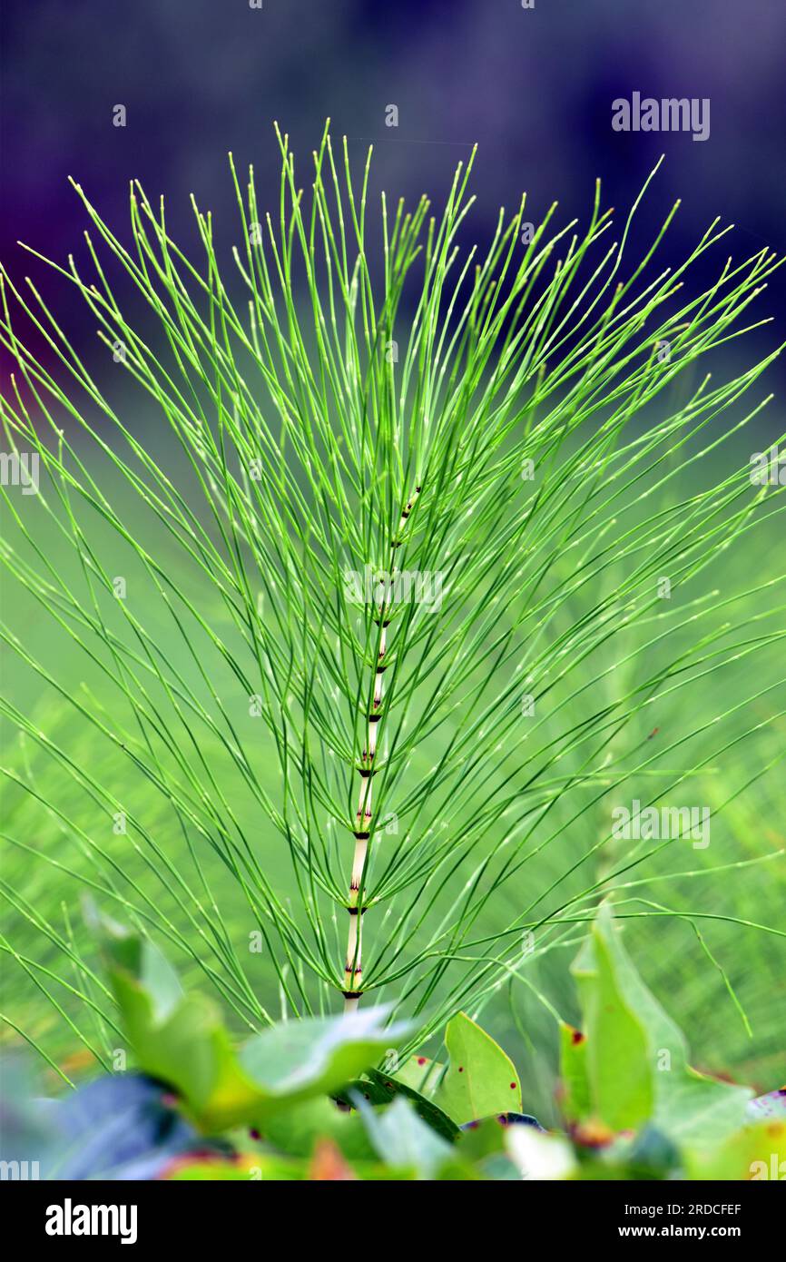 Detail of a horsetail plant (Equisetum telmateia) on a somewhat dark background. Stock Photo