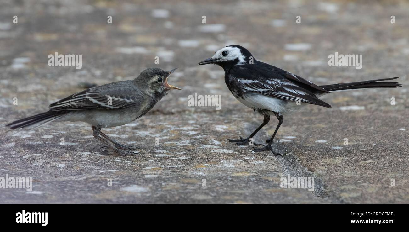 A close up action shot of a Pied Wagtail (Motacilla alba) feeding her baby . Beak open wide . Suffolk, UK Stock Photo