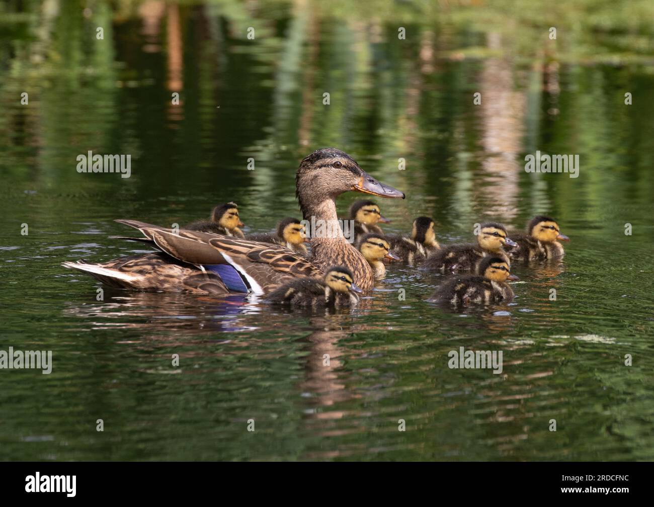 A female Mallard duck (Anas platyrhynchos) with nine tiny fluffy ducklings on natural pond. Suffolk, Uk. Stock Photo