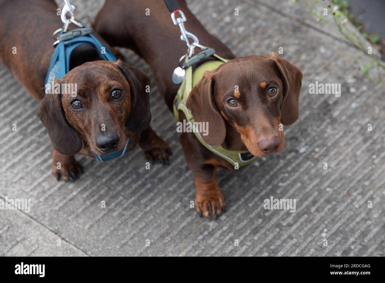 Hillingdon, UK. 20th July, 2023. Cutie little sausage dogs Ronnie and Reggie named after the notorious Kray twins, had a trip out this afternoon with their owners to a Polling Station in Hillingdon. Former Prime Minister Boris Johnson held the Uxbridge and South Ruislip seat, which includes Hillingdon, for the Conservative Party. Labour are predicted to win the seat according to polls. Credit: Maureen McLean/Alamy Live News Stock Photo