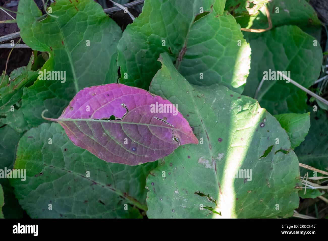 Green and pink colours hi-res stock photography and images - Alamy