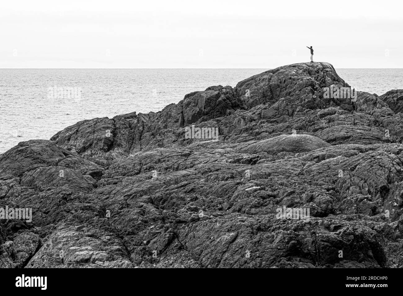 Old growth cedar tree Black and White Stock Photos & Images - Alamy