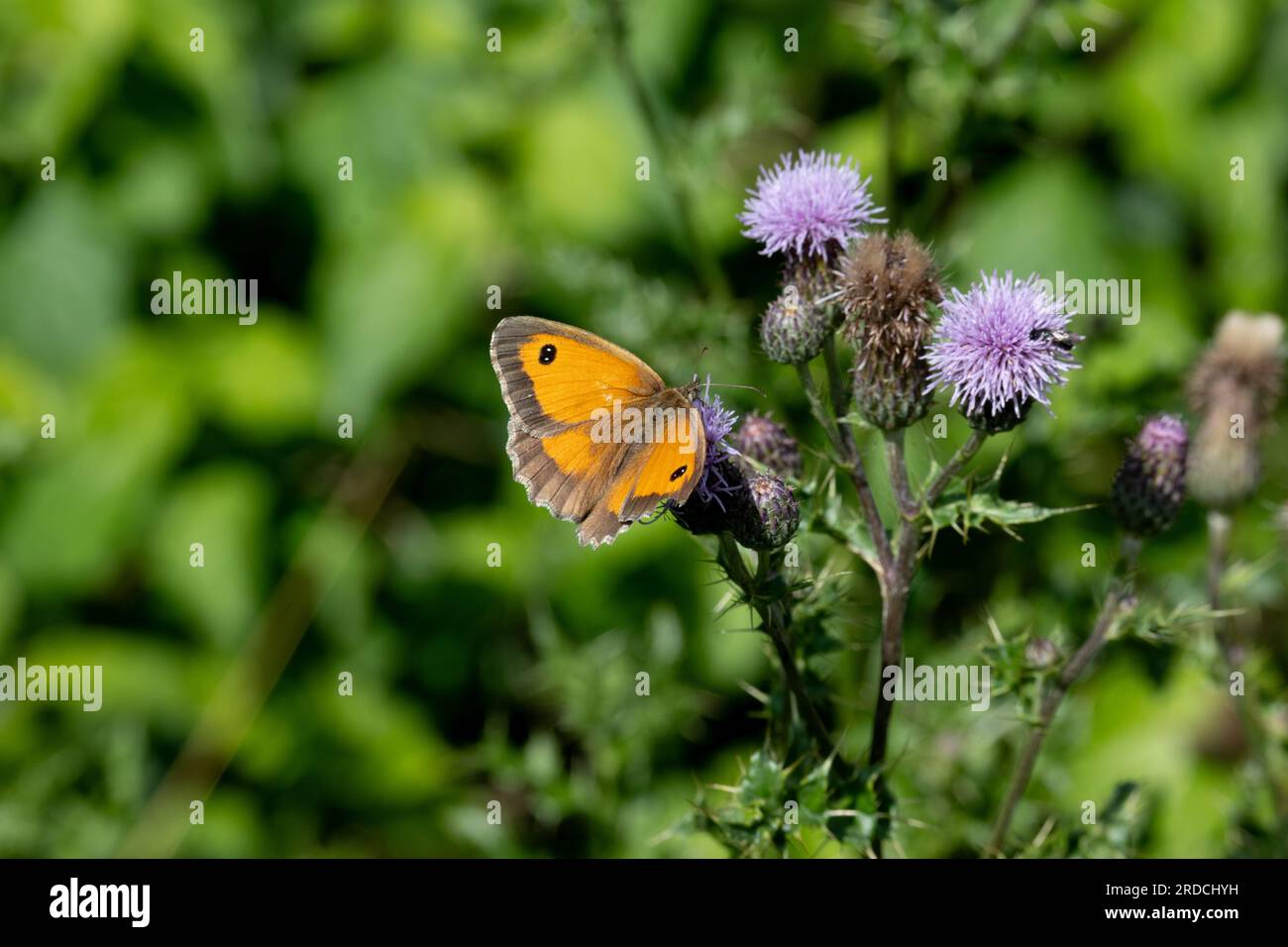 Hedge Brown or Gatekeeper butterfly (Pyronia tithonus) on a thistle flower, Warwickshire, UK Stock Photo
