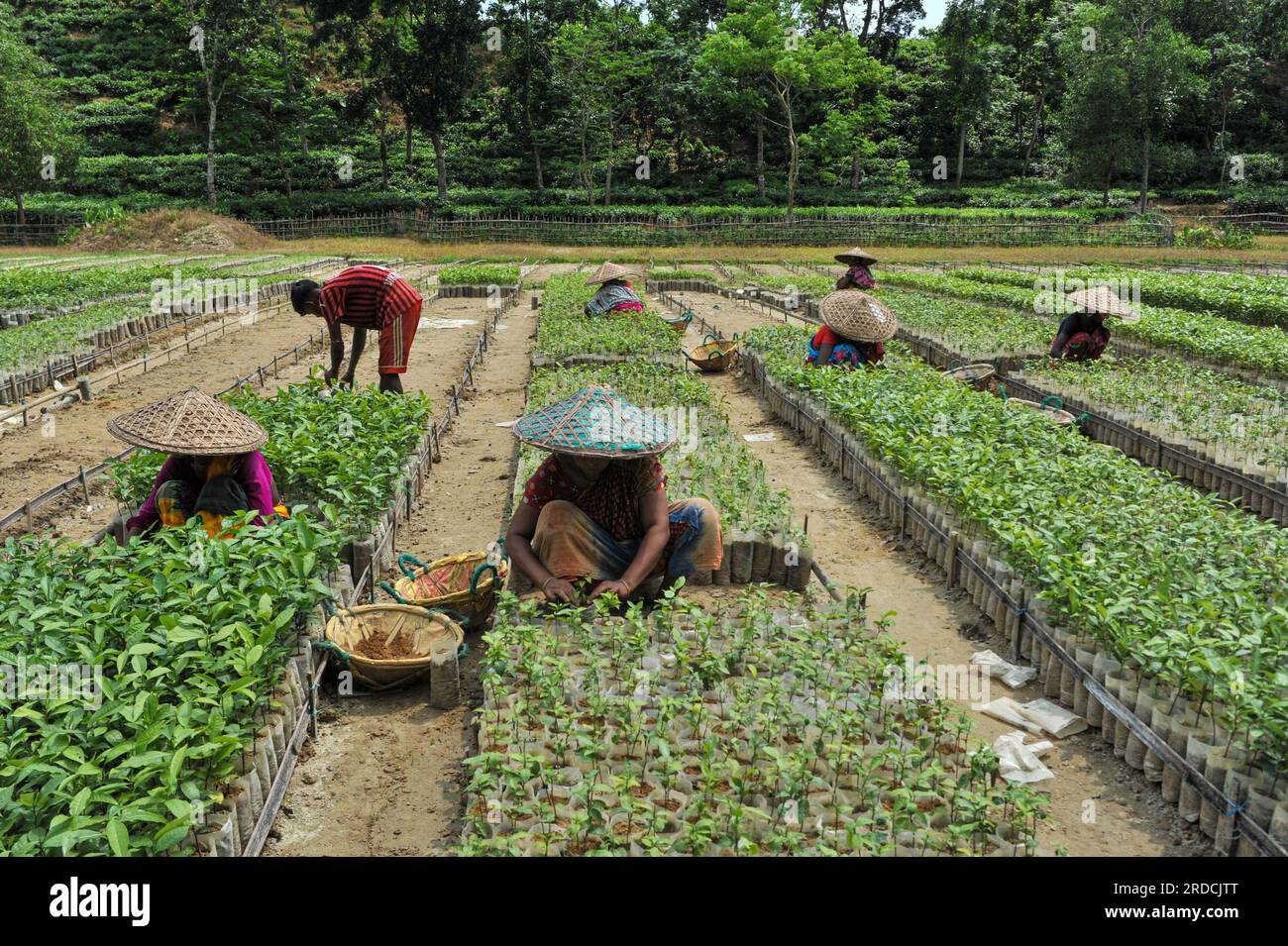 Slhet Tea Non Exclusive: 20 July 2023 Sylhet-Bangladesh: Workers of Malnicherra ...
