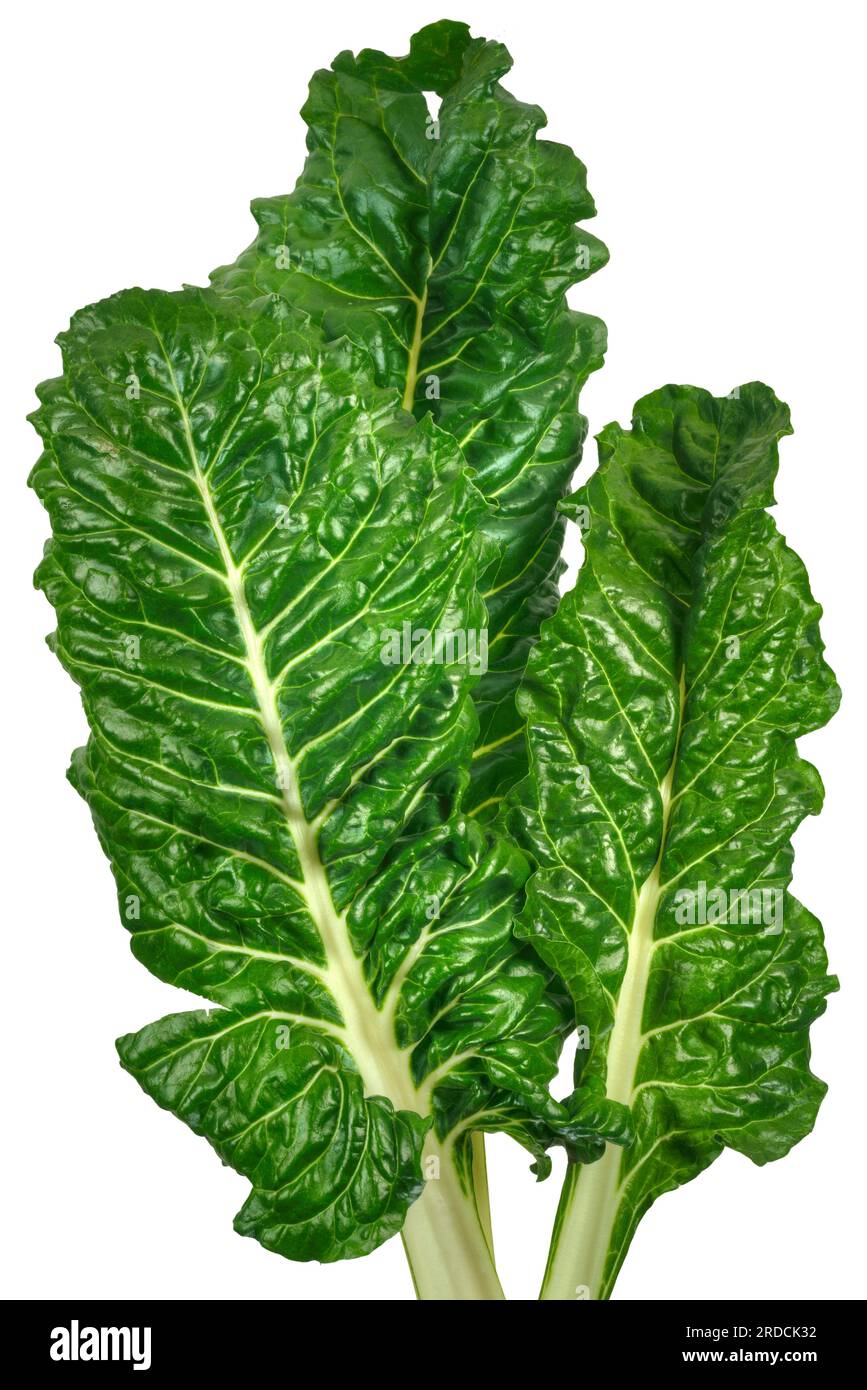 Swiss chard (Beta vulgaris) leafy green vegetable leaves on a white background. Stock Photo