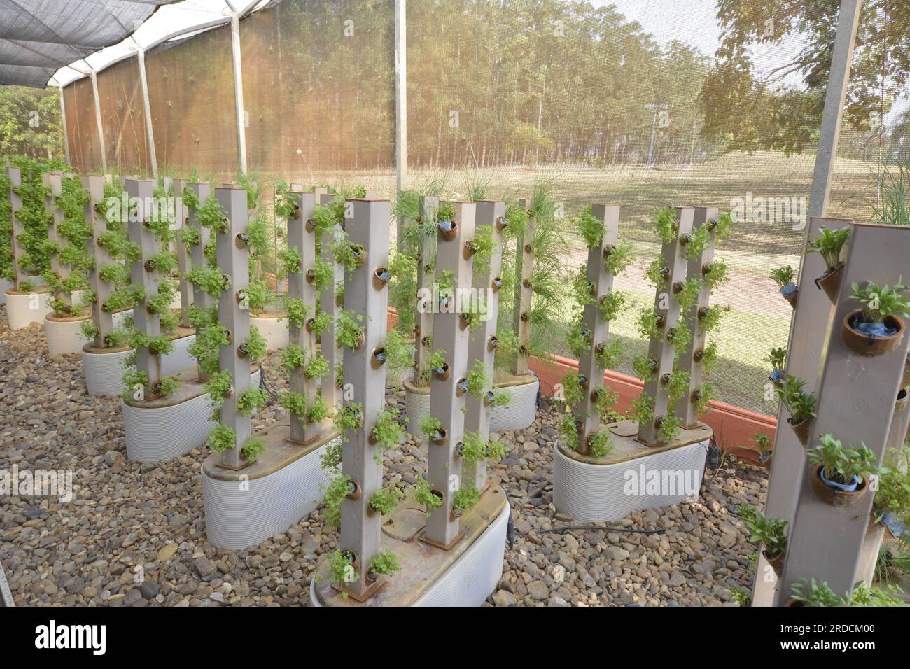 Hydroponics vegetables Green lettuce growing in plastic tubes in smart vegetable  garden with hydroponics systems modern agriculture for healthy and q Stock  Photo - Alamy, image size:1300x956