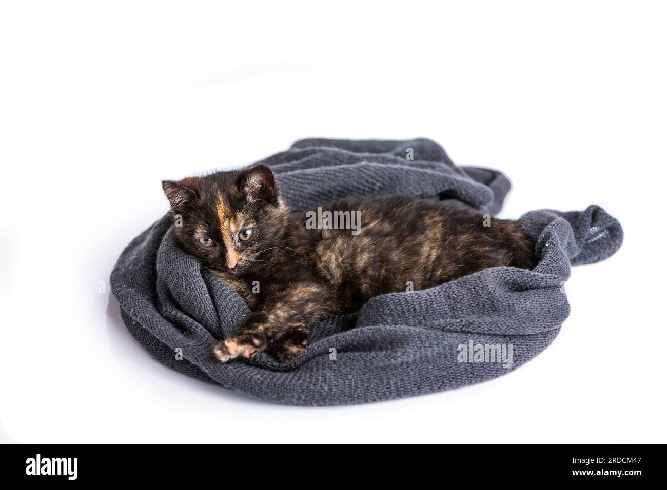 Domestic colorful cat, lying on a rolled up gray scarf. Rest and relaxation in your own home. Very good self feeling before and after sleep. Stock Photo