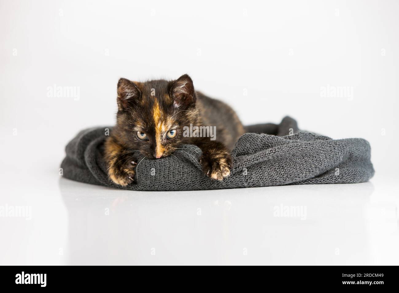An angry cat in a scarf, defending the right to his property, land. Evil look, full of character, on a white background Stock Photo