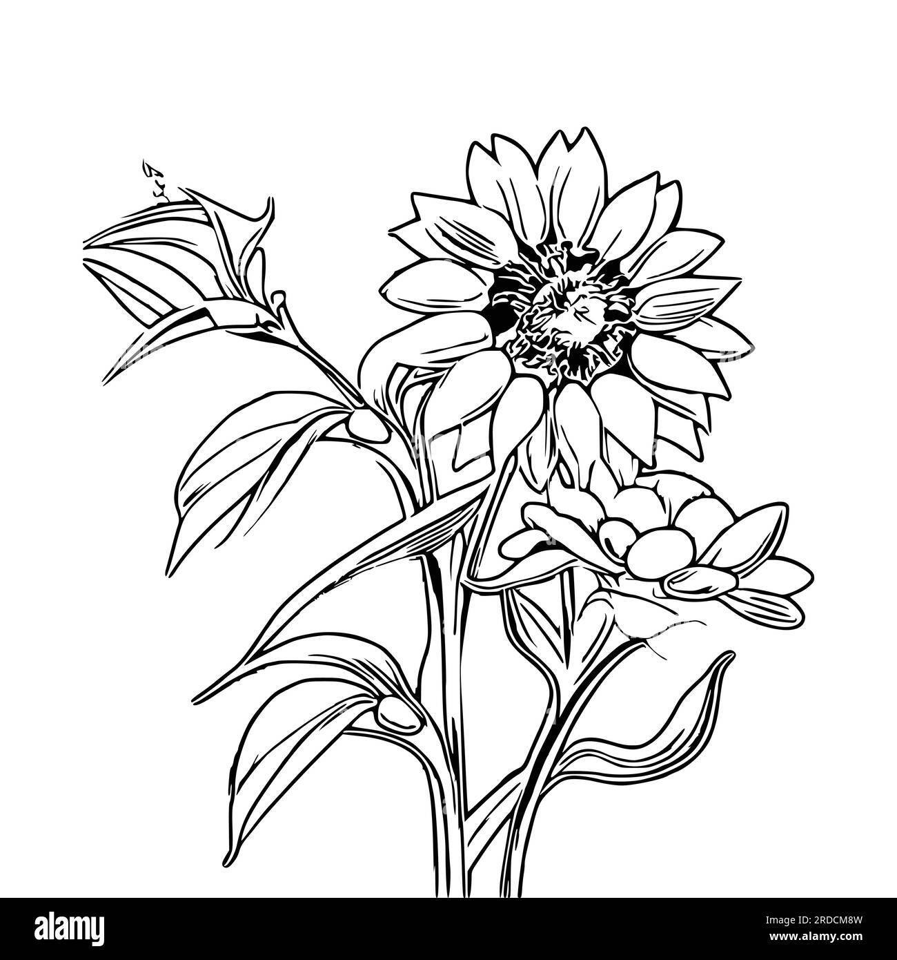 Beautiful sunflower Coloring Book, Sunflower Coloring page Stock Vector
