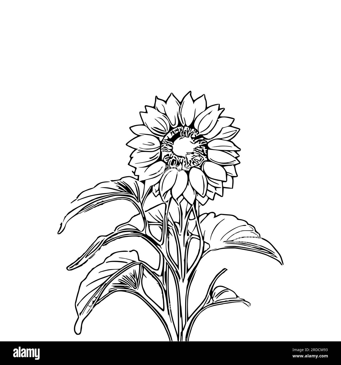Beautiful sunflower Coloring Book, Sunflower Coloring page Stock Vector