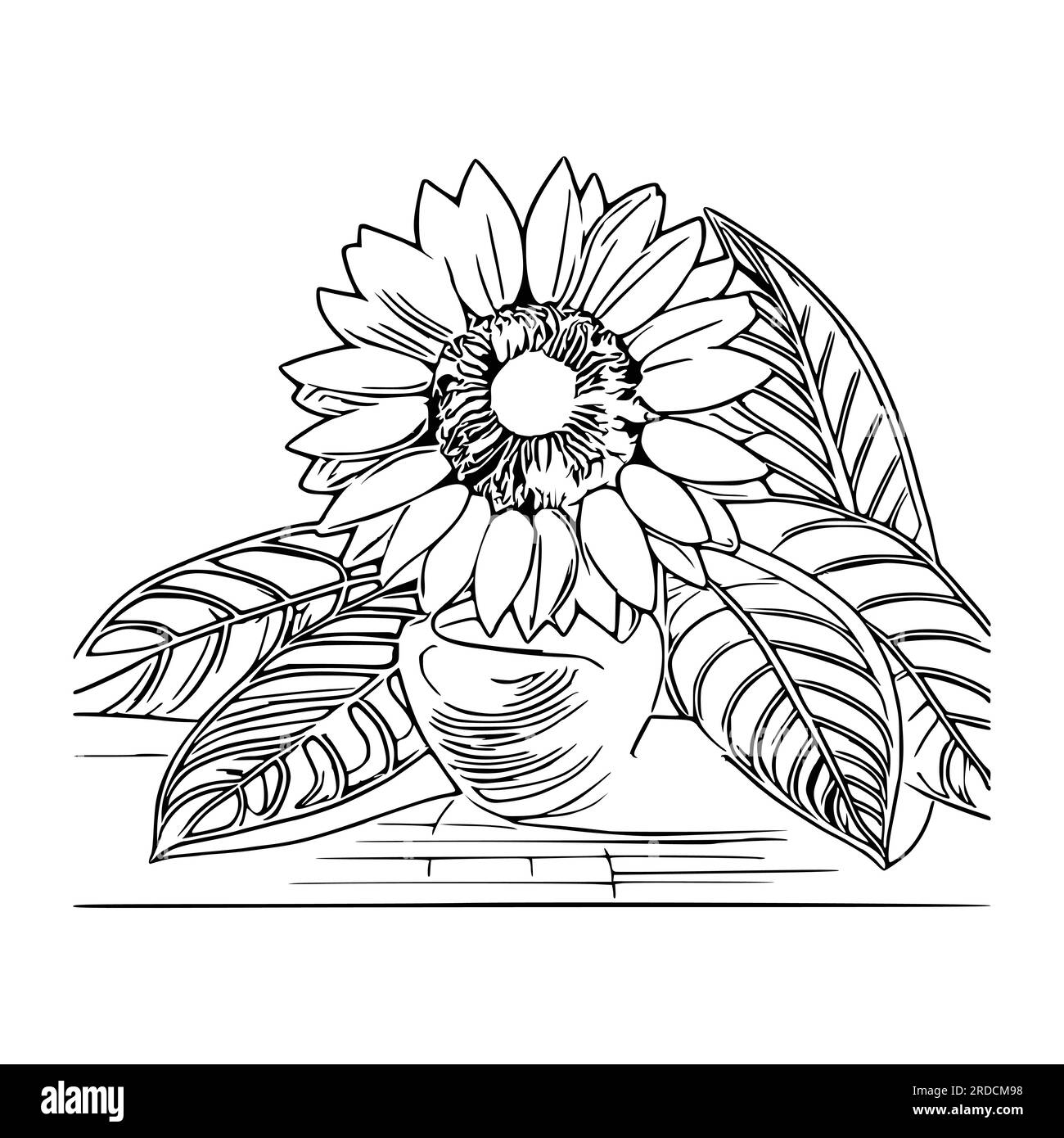 Beautiful sunflower Coloring Book, Sunflower Coloring page Stock Vector