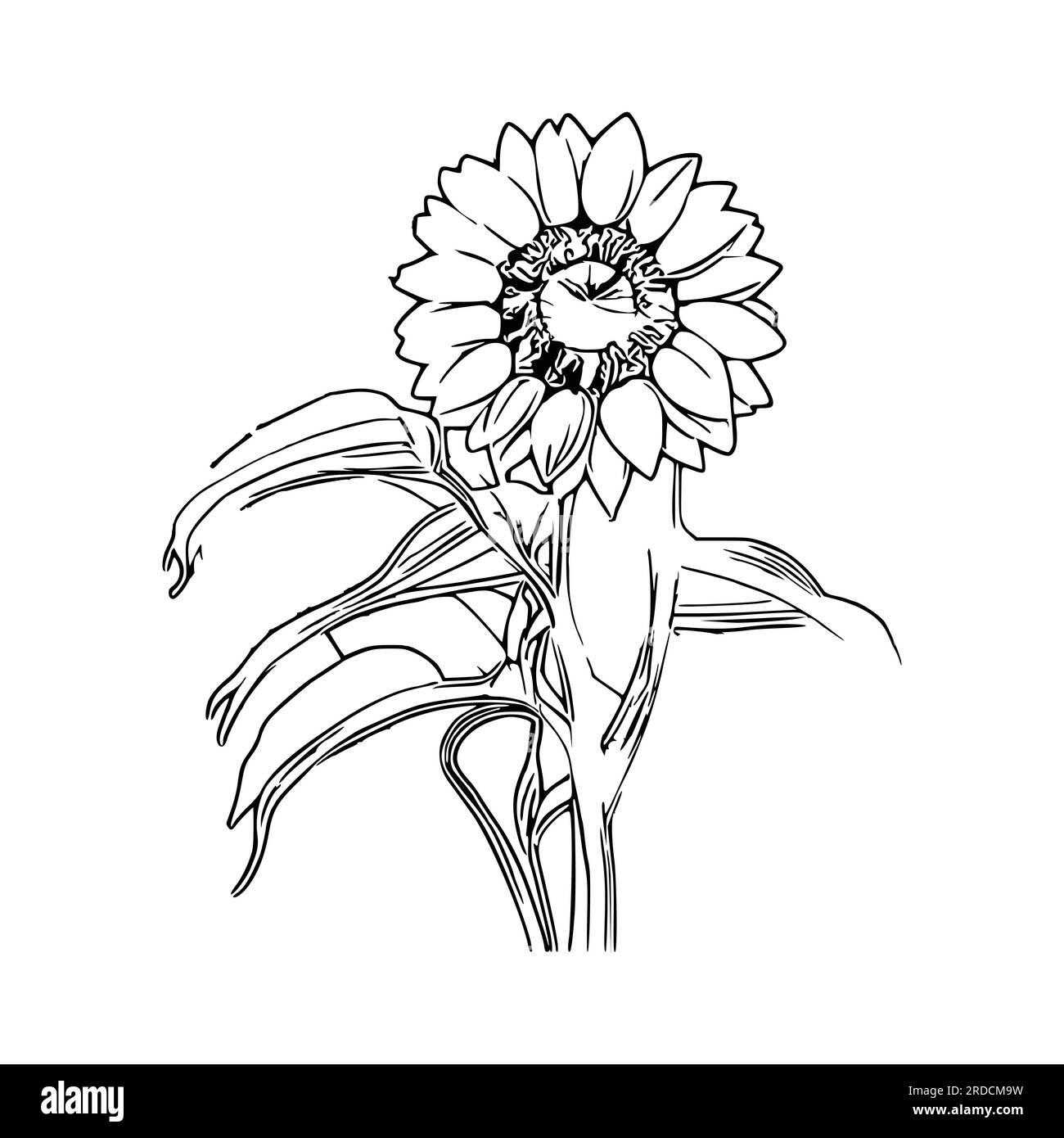 Beautiful sunflower Coloring Book, Sunflower Coloring page Stock Vector