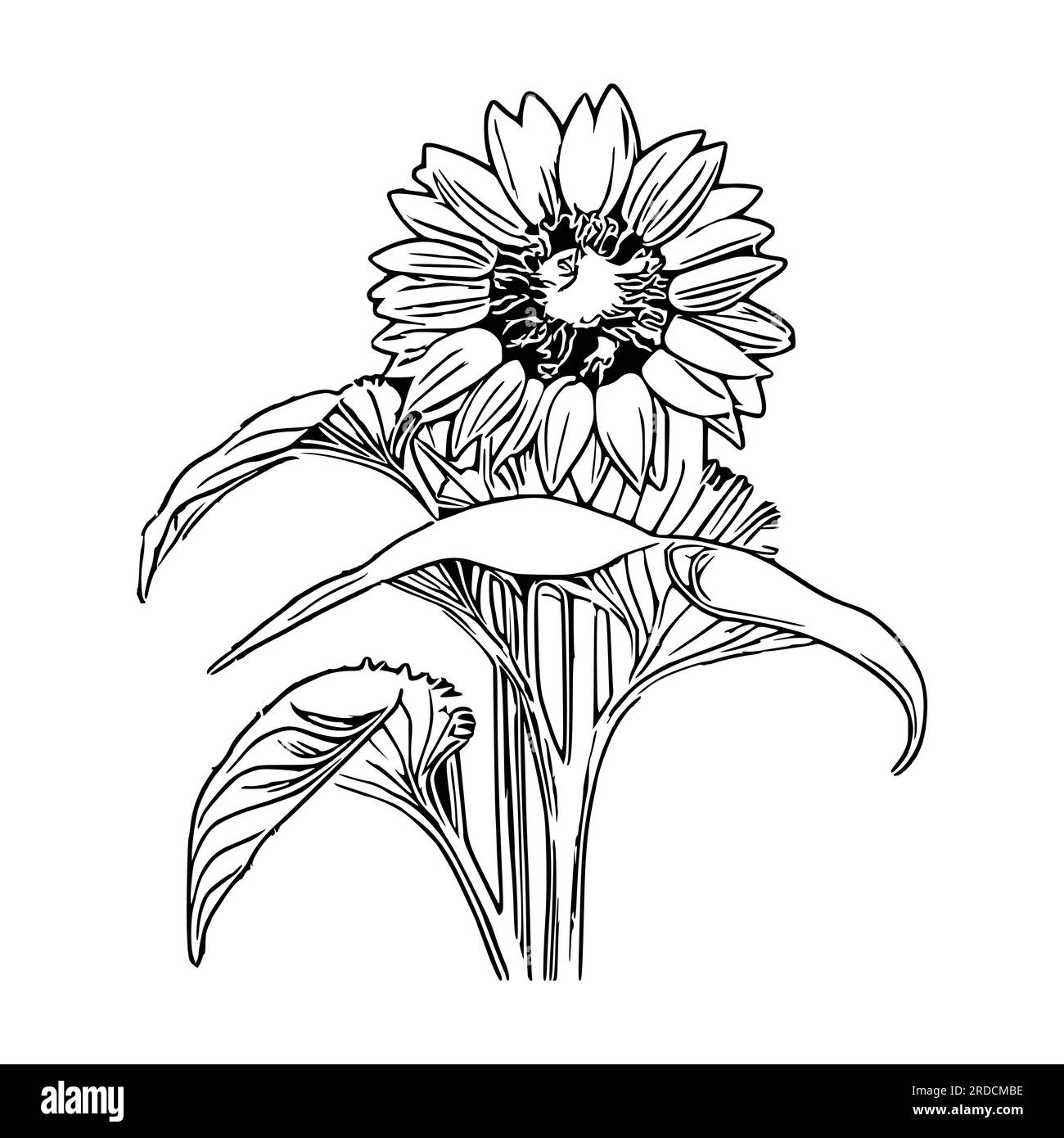 Beautiful sunflower Coloring Book, Sunflower Coloring page Stock Vector