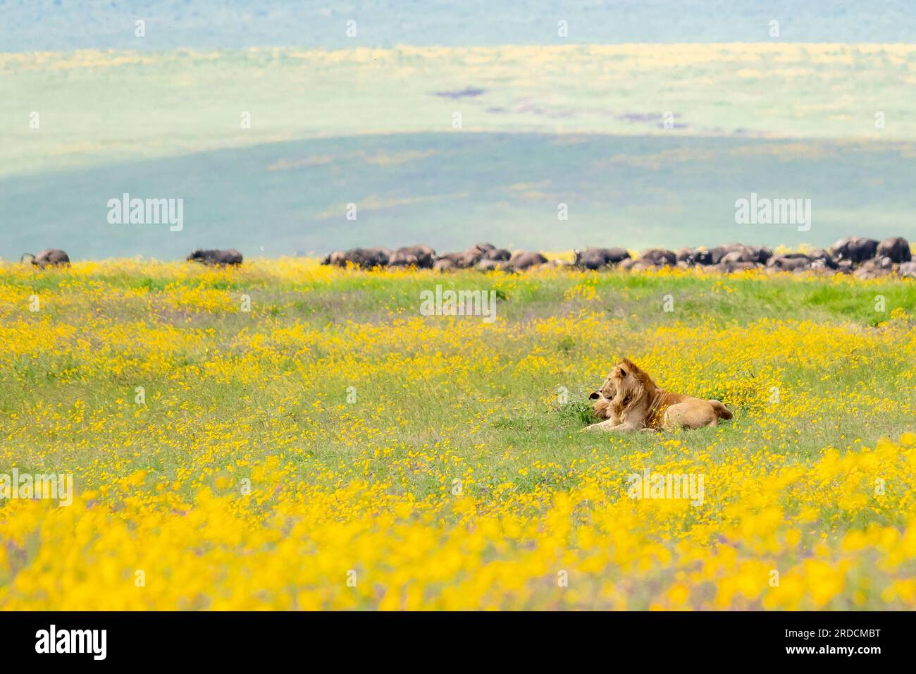 Lion Brothers In The Ngorongoro Crater In Tanzania Stock Photo Alamy