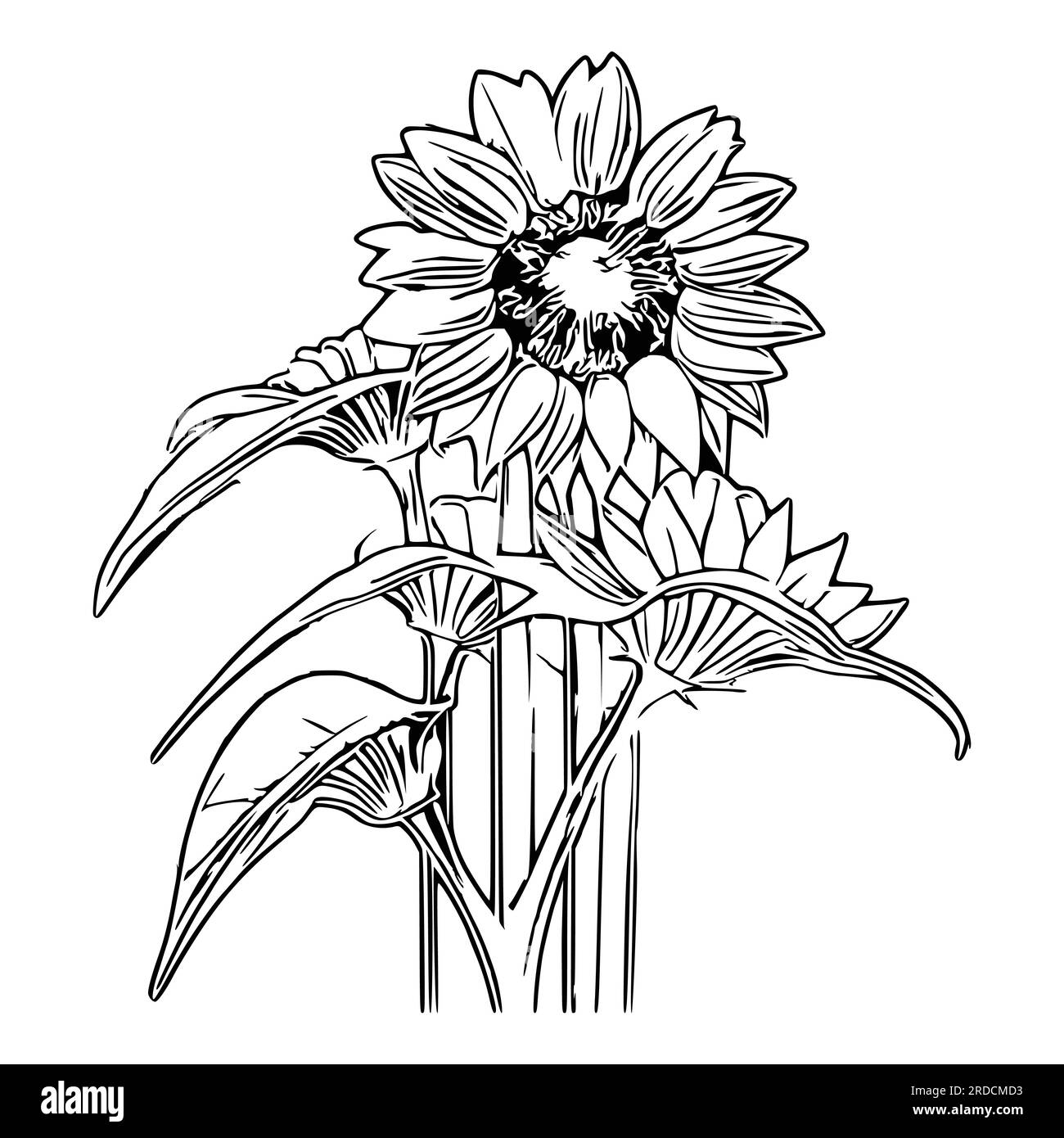 Beautiful sunflower Coloring Book, Sunflower Coloring page Stock Vector