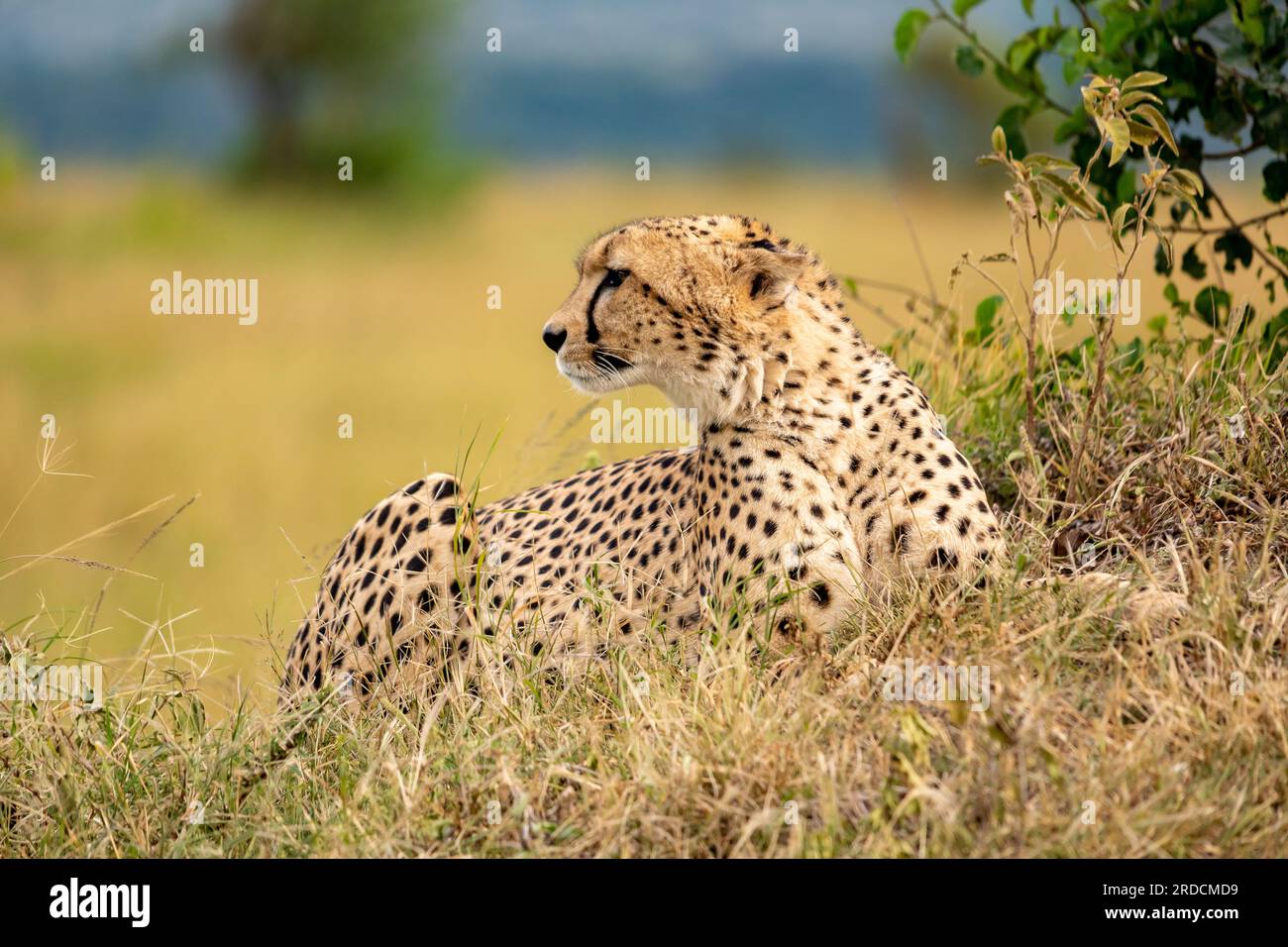 Cheetah in the Serengeti Stock Photo