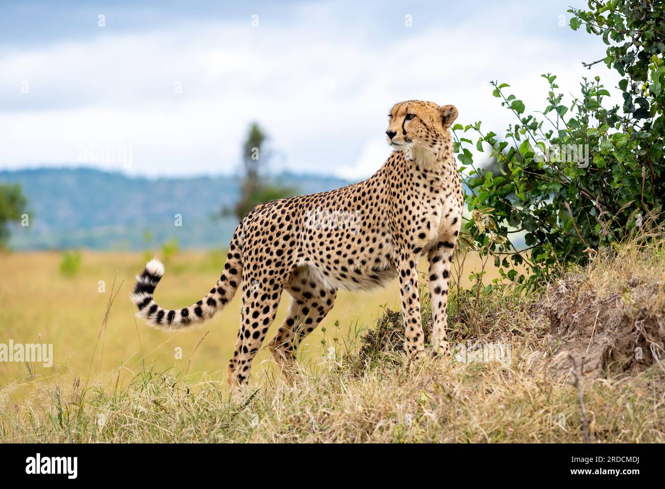 Cheetah in the Serengeti Stock Photo